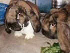 Кролики Французский Баран 7 мес объявление продам
