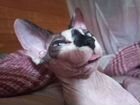 Кошка донской сфинкс объявление продам