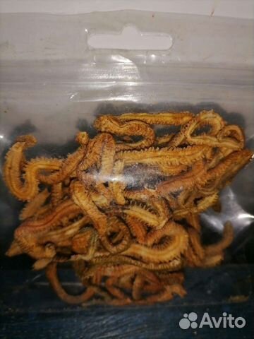 Наживка червь Морской с 6 утра