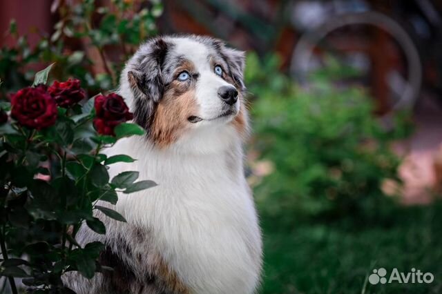 Фотограф анималист