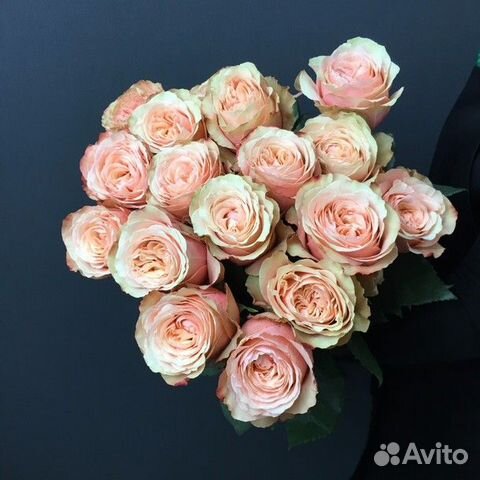 Цветы Розы Букет 25 роз Эквадор. Доставка 24/7