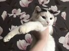 Британский котенок в добрые руки