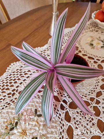 Рэо пестрая