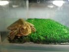 Черепашка и аквариум