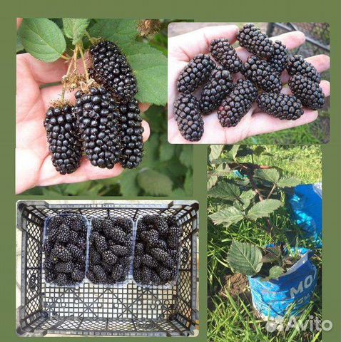 Саженцы ежевики