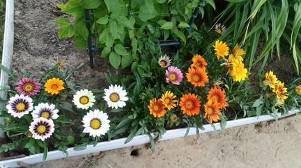 Клематисы, гортензия Самарская Лидия