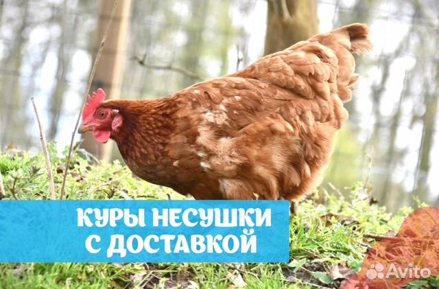 Куры несушки купить в Моршанске | Животные и зоотовары | Авито