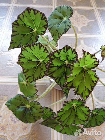 Бегония декоративнолистовая