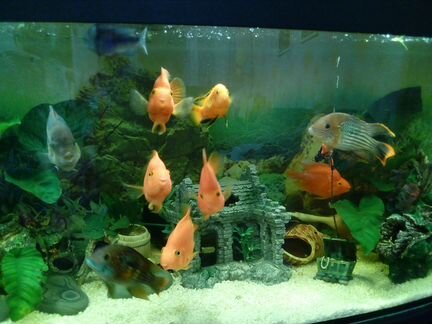 Обслуживание аквариумов