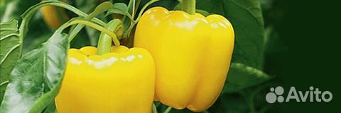 Семена Перца 