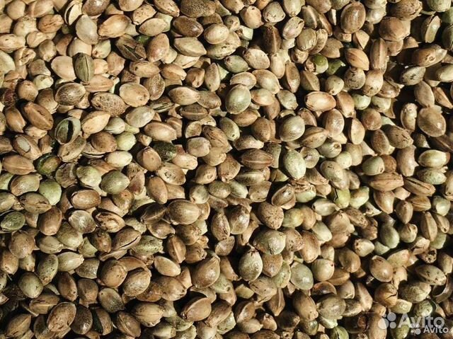 Семена екатеринбург конопли сорта марихуаны сканк