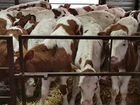 Телята бычки 1 мес. (Видео 26.12) объявление продам