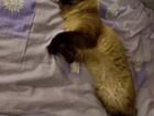 Невский маскарадный кот вязка объявление продам