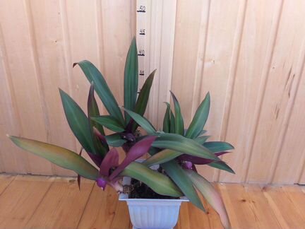 Рэо и Сциндапсус лиана