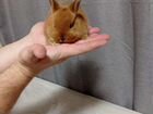 Декоративный кролик объявление продам