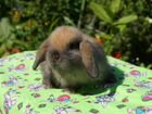 Породистые карликовые кролики разные