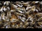 Избавлю от рой пчёл объявление продам