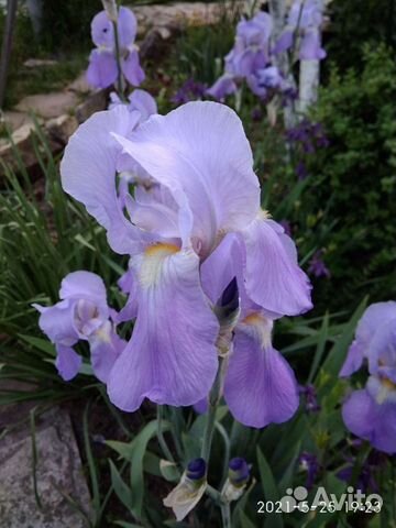 Ирисы