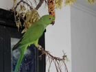 Ожереловый попугай Кени