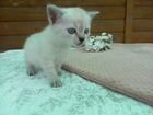 Котёнок кошечка тайский окрас бесплатно
