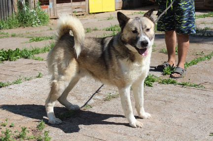 Собака в добрые руки