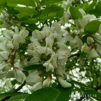 Мед натуральный. Опт