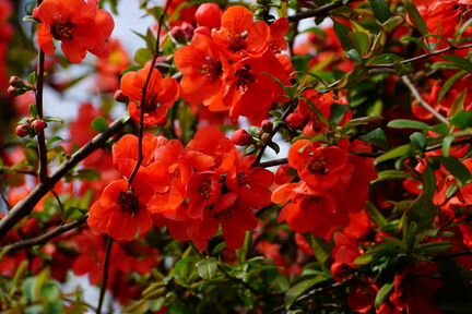 Айва Японская, семена