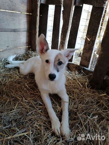 Зайка ищет дом