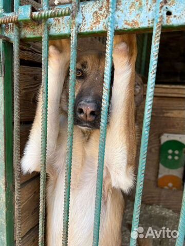 Никому не нужен без породы