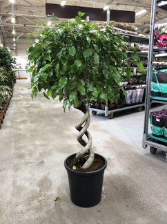 Фикус бенджамина экзотика двойная спираль