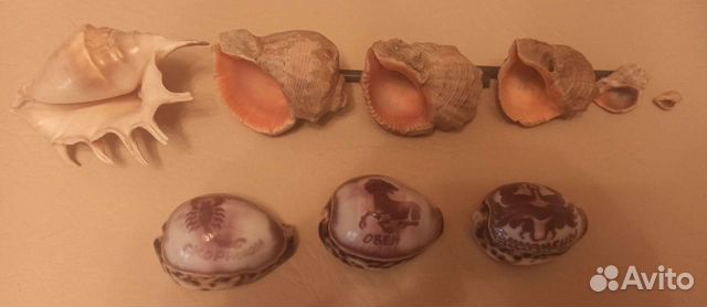 Морские ракушки