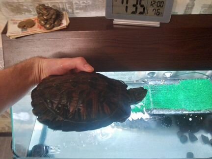 Красноухая черепаха, аквариум, тумба и фильтр