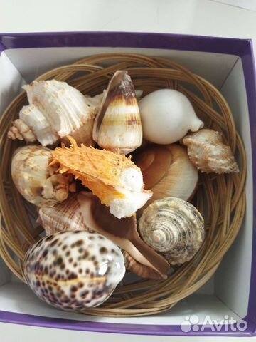 Подарочный набор морских ракушек