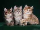 Прекрасные котята Курильские бобтейлы