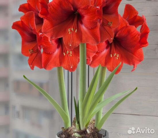 Гипеаструм