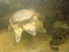 Продам водяную черепаху