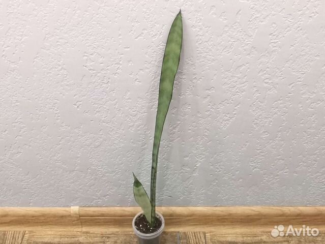 Сансевиерия фернвуд панк