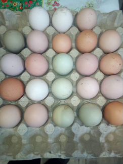 Инкубационное яйцо