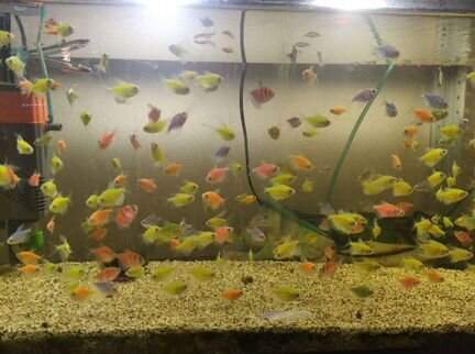 Аквариумные рыбки (своя разводная)