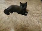 Черный котенок (мальчик) бесплатно объявление продам