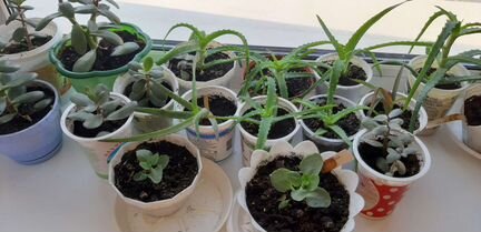 Алоэ,толстянка(денежное дерево), каланхоэ(цветущий