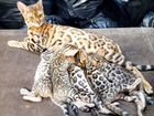Бенгальская кошка/ леопардики