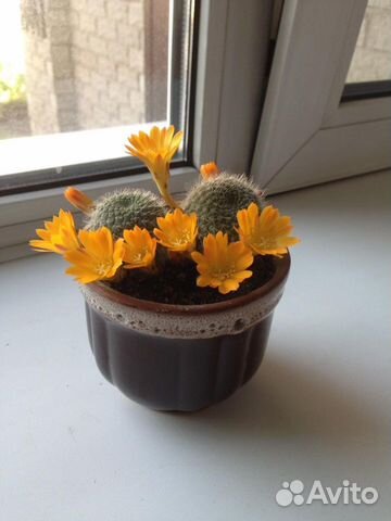 Кактус цветущий