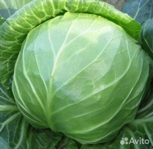 Супергигантская капуста 15-20кг семена