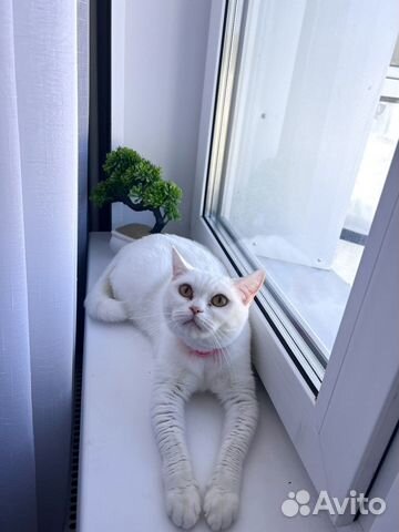 Передержка животных