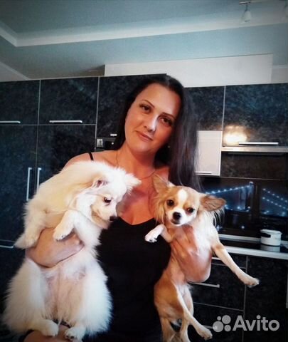 Домашняя передержка собак