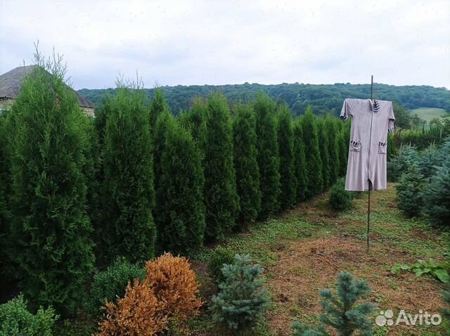 Живой забор из жимолости фото