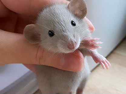 Крыса крысята Дамбо эксклюзивные окрасы. Доставка