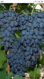 Винный виноград, сусло