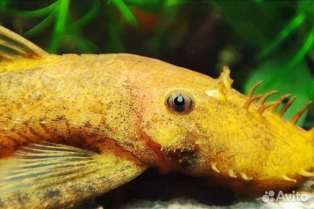 Аквариумные рыбки растения